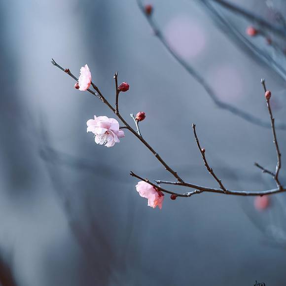 Meet your Posher, Li - Picture 1 of 1